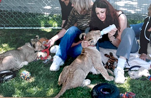 Feeding big cats